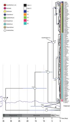 Morphological Innovations and Vast Extensions of Mountain Habitats Triggered Rapid Diversification Within the Species-Rich Irano-Turanian Genus Acantholimon (Plumbaginaceae)